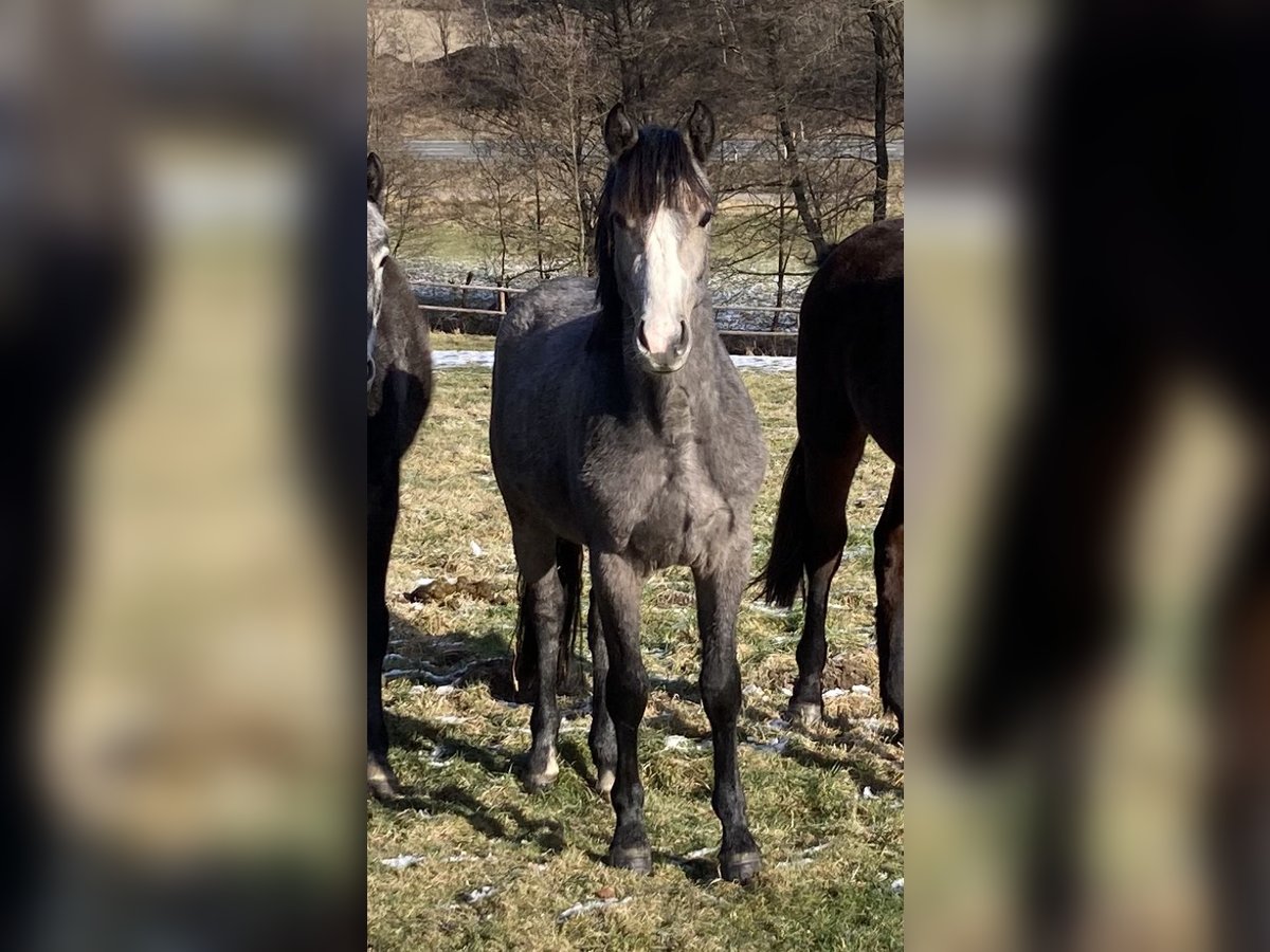 Más ponis/caballos pequeños Semental 2 años in Kamen