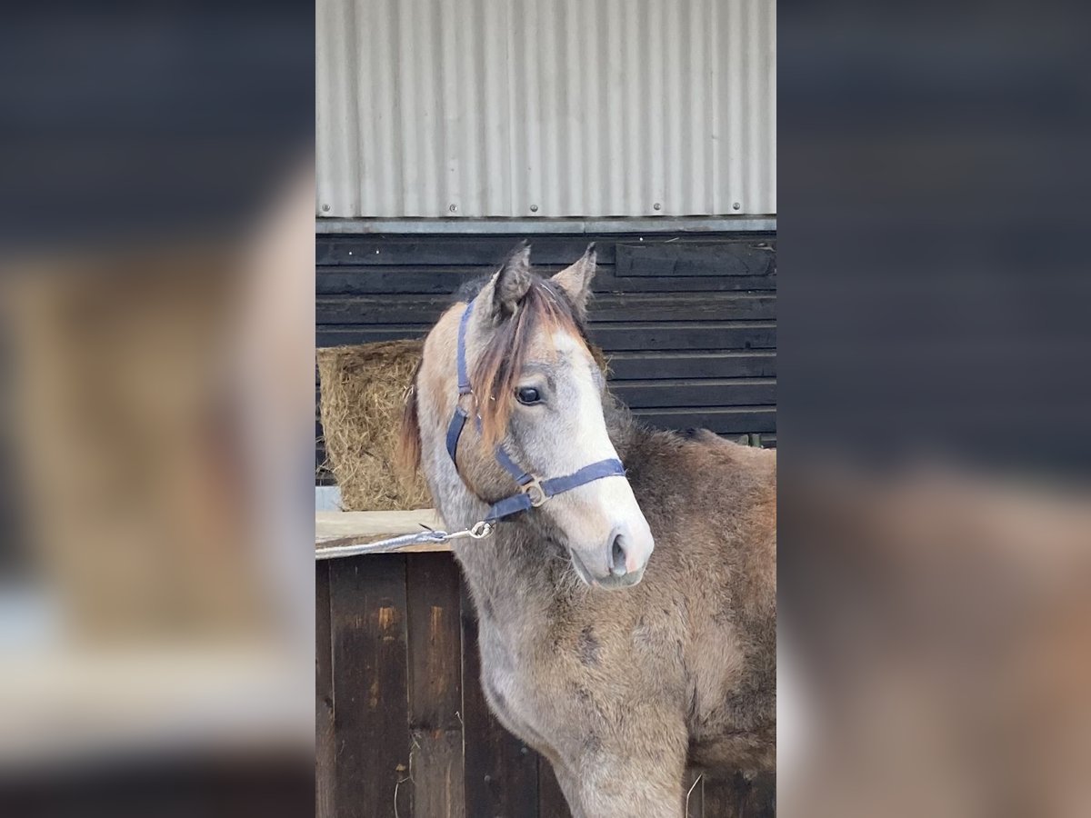 Más ponis/caballos pequeños Semental 2 años in Neuenrade