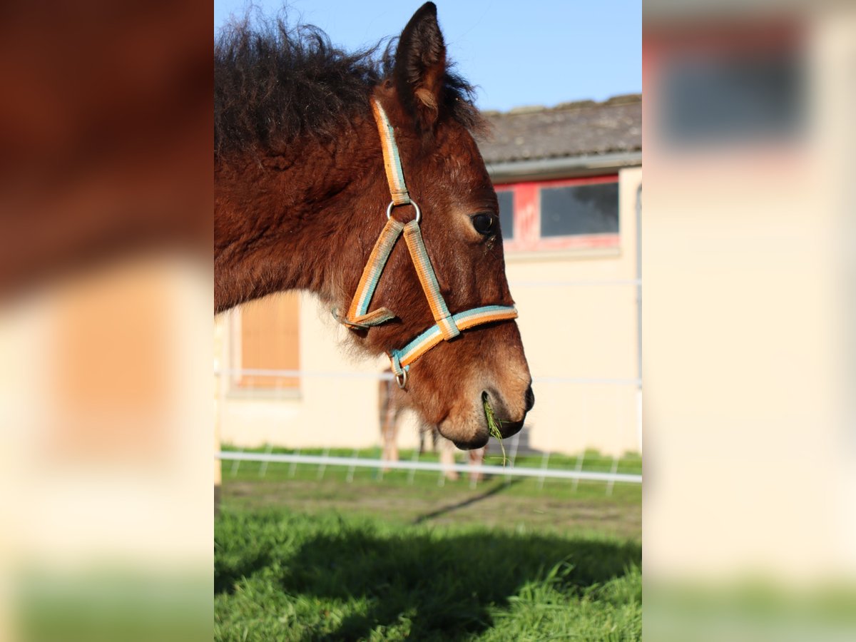 Más ponis/caballos pequeños Semental Potro (05/2024) 125 cm in Chaillac