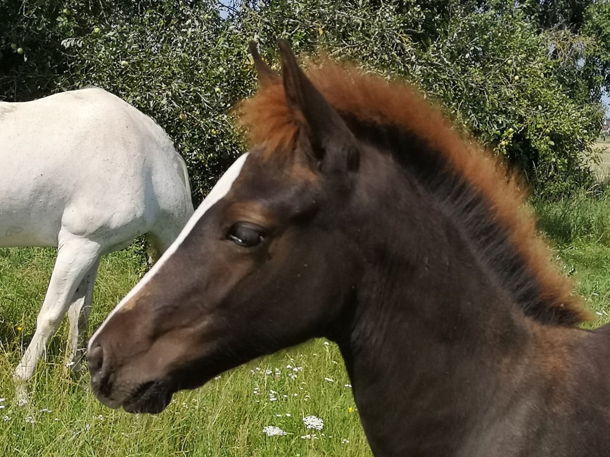 Más ponis/caballos pequeños Semental Potro (04/2024) 150 cm Alazán-tostado in Pohlheim