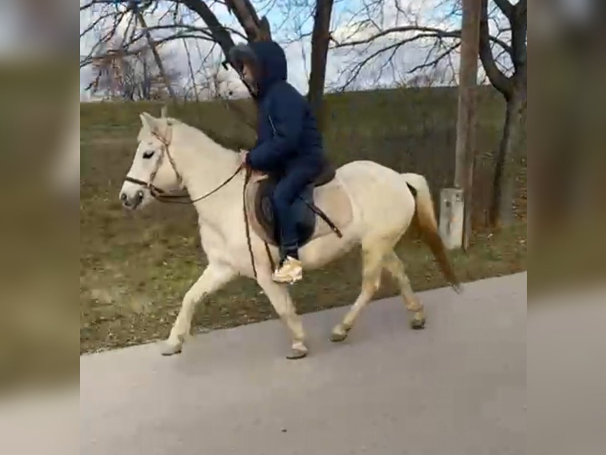 Más ponis/caballos pequeños Yegua 10 años 122 cm Tordo in Rechnitz