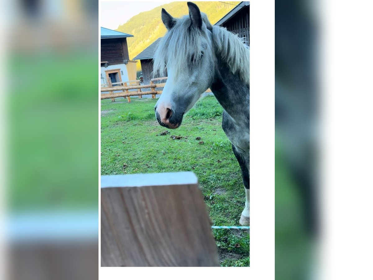 Más ponis/caballos pequeños Mestizo Yegua 10 años 125 cm Tordo rodado in Krimml