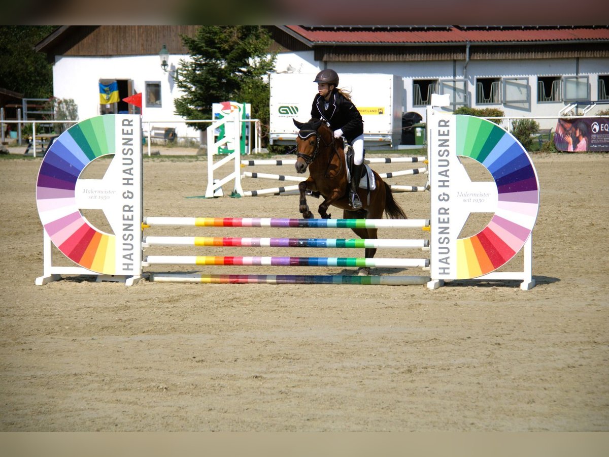 Más ponis/caballos pequeños Mestizo Yegua 10 años 127 cm Castaño in Bad Vöslau