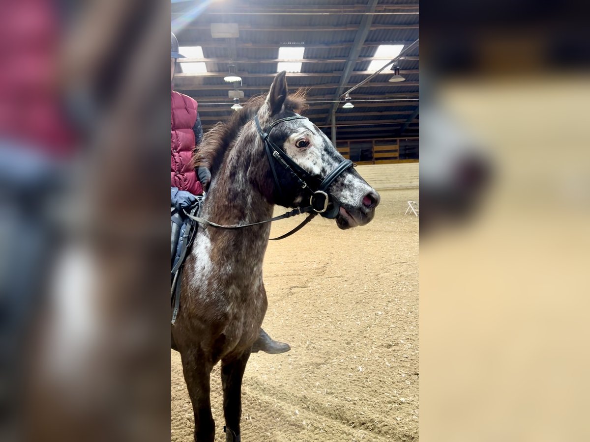 Más ponis/caballos pequeños Yegua 10 años 130 cm Musgo marrón in Pelmberg