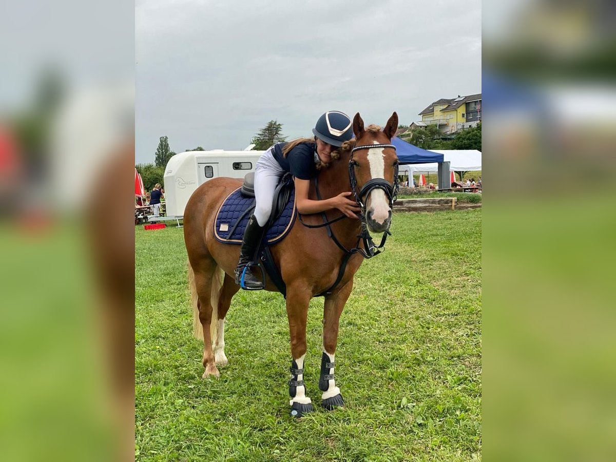 Más ponis/caballos pequeños Yegua 10 años 138 cm Alazán in DiepoldsauDiepoldsau