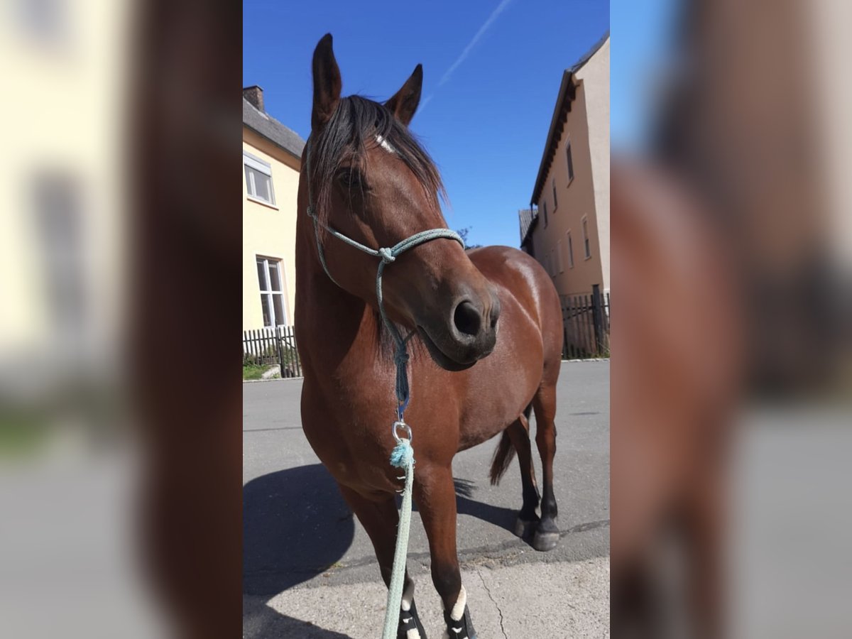 Más ponis/caballos pequeños Mestizo Yegua 10 años 143 cm Castaño in Burgkunstadt