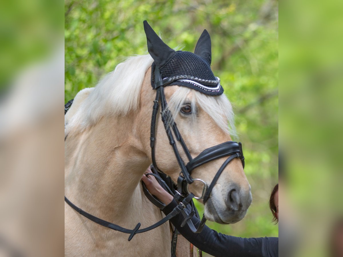 Más ponis/caballos pequeños Yegua 10 años 148 cm Palomino in Zellingen