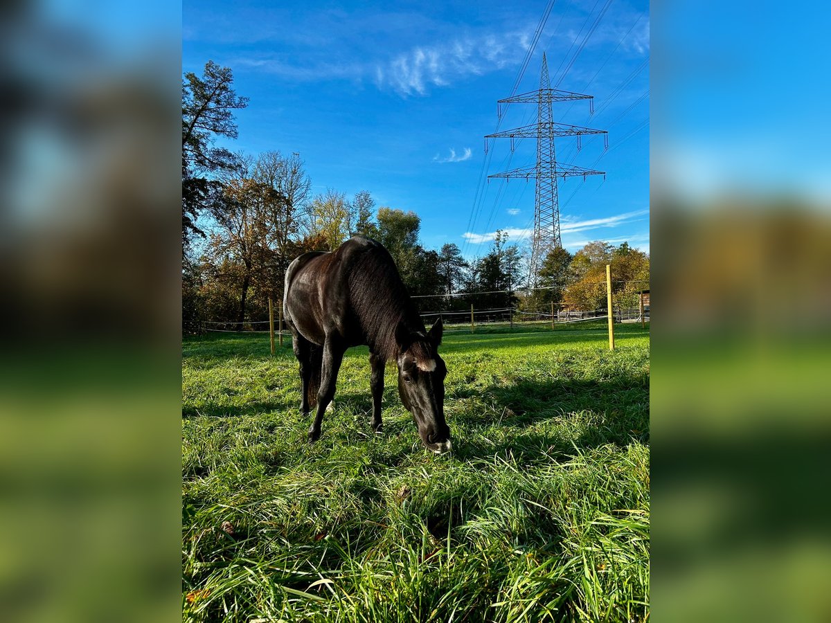 Más ponis/caballos pequeños Mestizo Yegua 10 años in Wernau