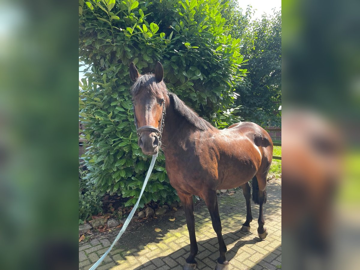 Más ponis/caballos pequeños Yegua 10 años Castaño oscuro in Südlohn