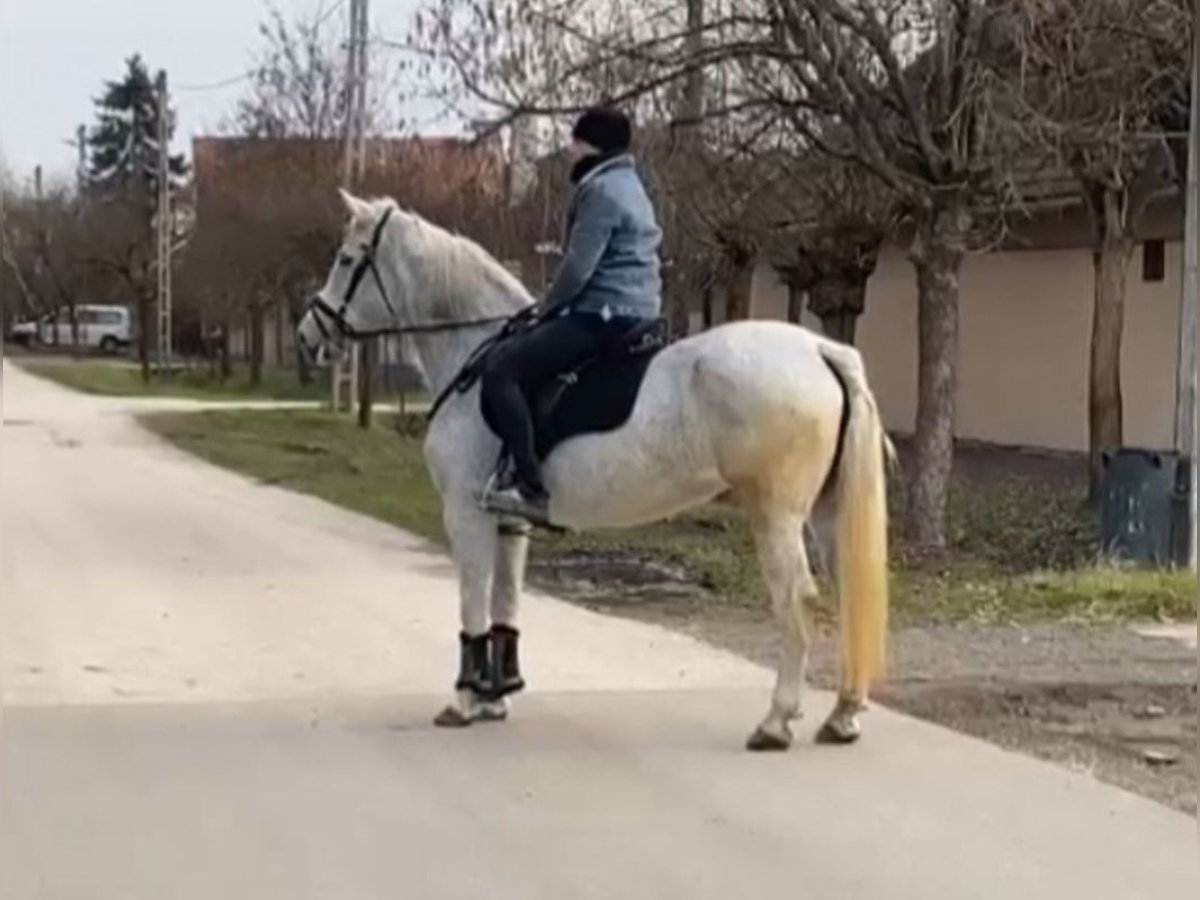 Más ponis/caballos pequeños Yegua 11 años 155 cm Tordo in Rechnitz