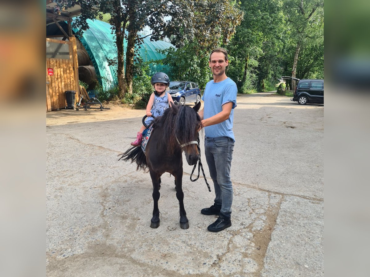 Más ponis/caballos pequeños Mestizo Yegua 12 años 115 cm Negro in Lörrach