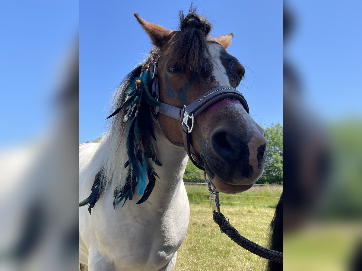 Más ponis/caballos pequeños Mestizo Yegua 12 años 115 cm Pío in Wiefelstede