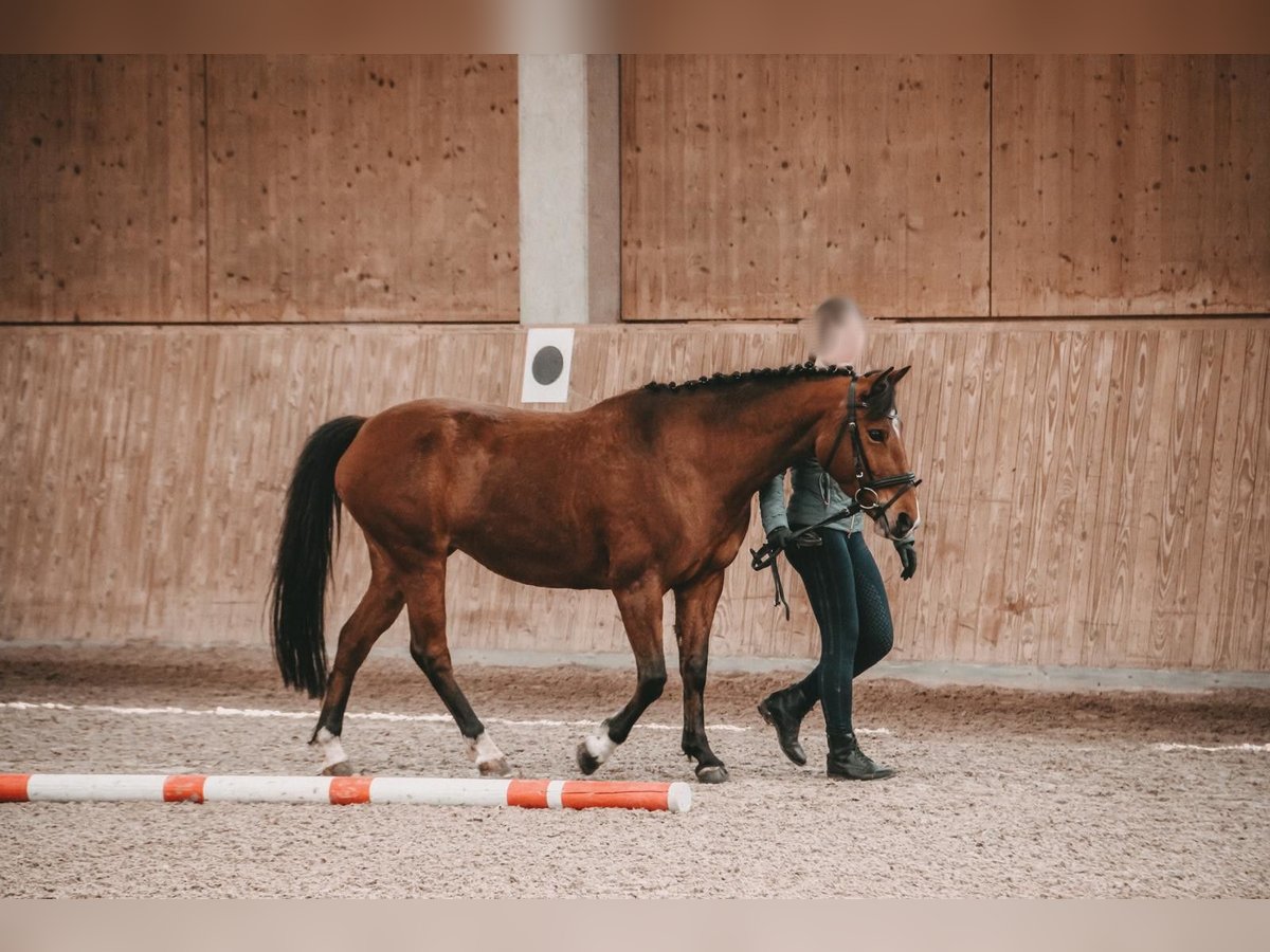 Más ponis/caballos pequeños Yegua 12 años 139 cm Castaño in Renchen