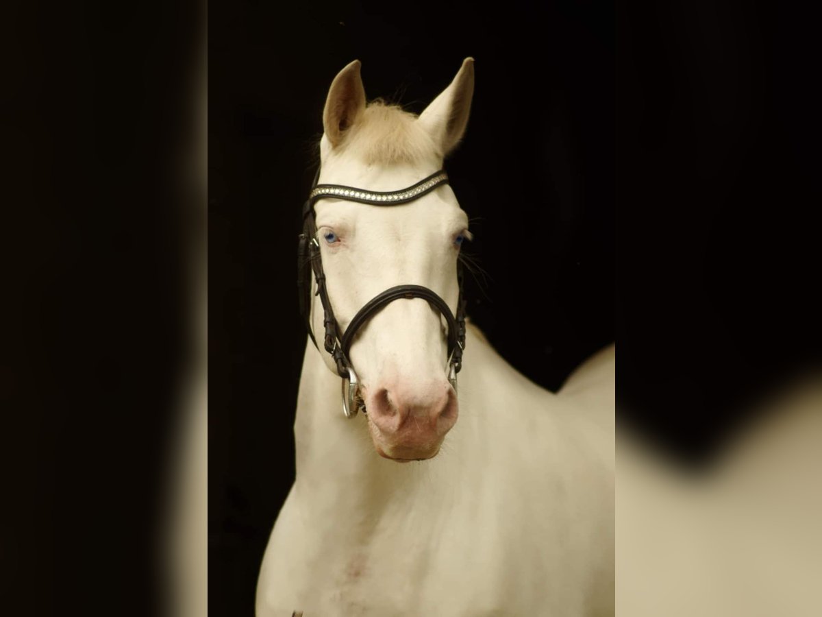 Más ponis/caballos pequeños Yegua 12 años 148 cm Cremello in Kaunas