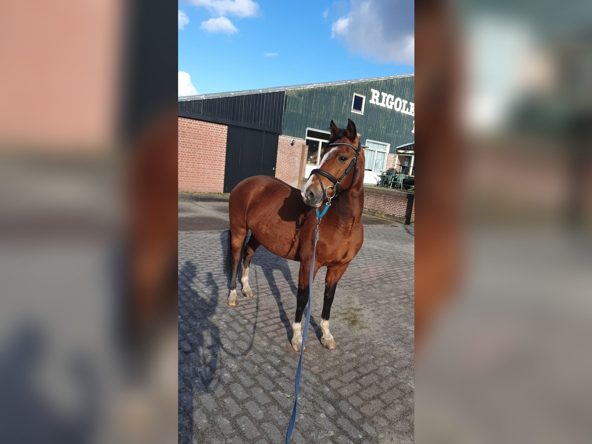 Más ponis/caballos pequeños Yegua 12 años in Toldijk