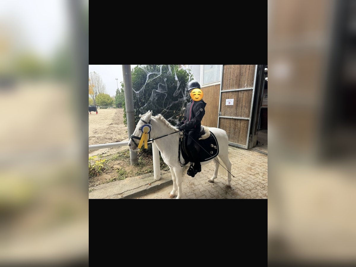 Más ponis/caballos pequeños Yegua 13 años 115 cm Tordo in OberurselOberursel