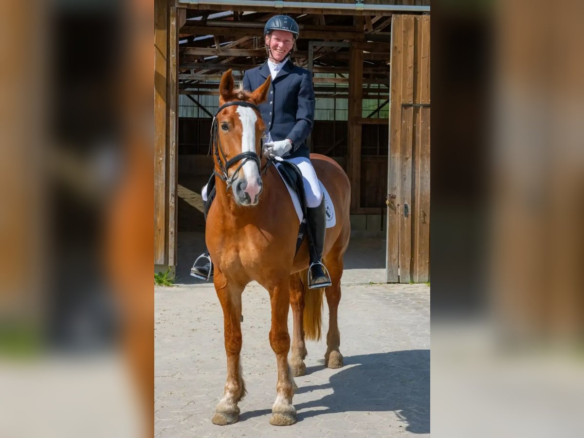 Más ponis/caballos pequeños Yegua 14 años 155 cm Alazán in Tostedt