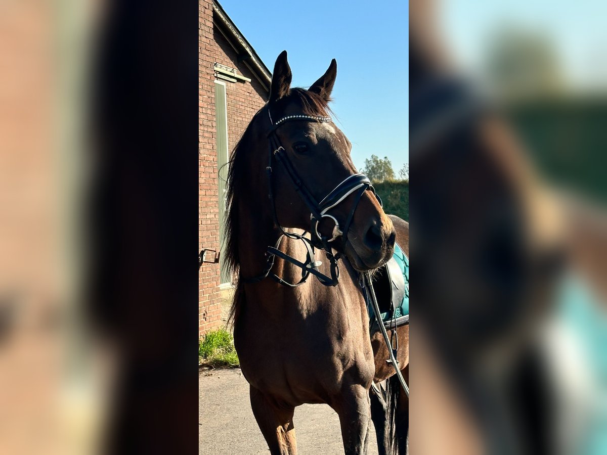 Más ponis/caballos pequeños Yegua 14 años 165 cm Castaño in Beek