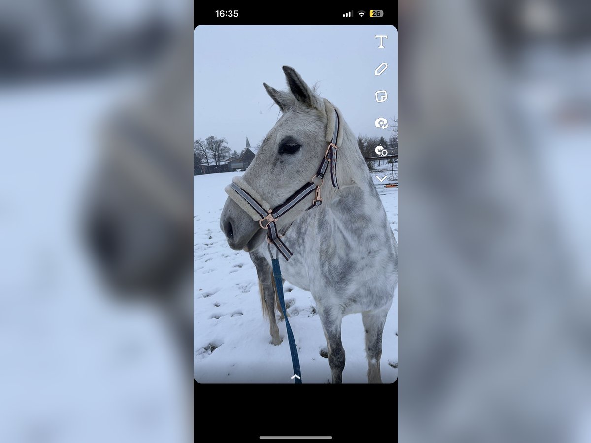 Más ponis/caballos pequeños Yegua 16 años 145 cm Tordo rodado in Walterskirchen