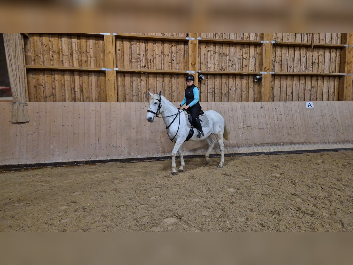 Más ponis/caballos pequeños Yegua 18 años 150 cm Tordo in Wackersberg