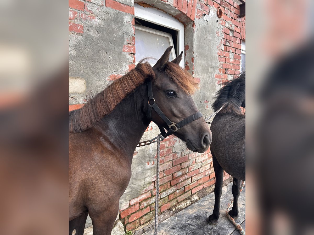 Más ponis/caballos pequeños Mestizo Yegua 1 año 135 cm Negro in Worbis