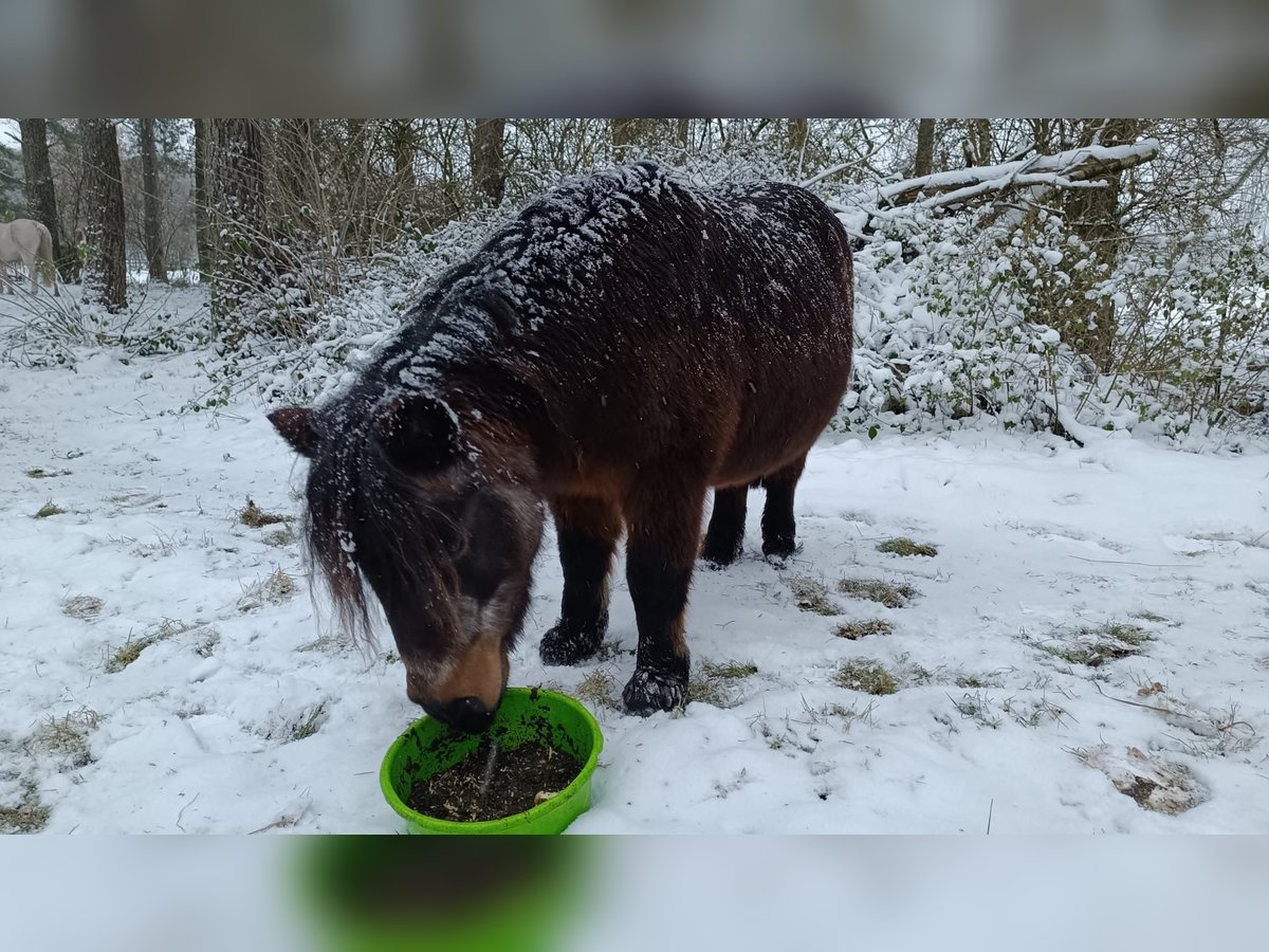 Más ponis/caballos pequeños Yegua 20 años in Kakenstorf