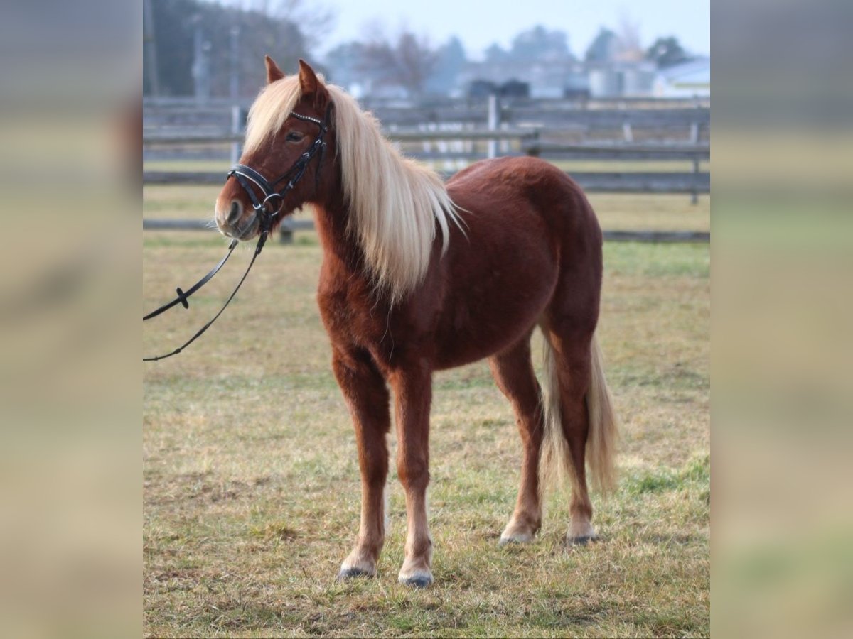 Más ponis/caballos pequeños Yegua 3 años 130 cm Alazán in Rechnitz