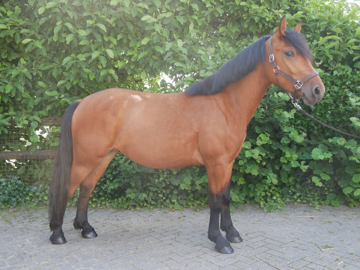 Más ponis/caballos pequeños Yegua 3 años 150 cm in Dorsten