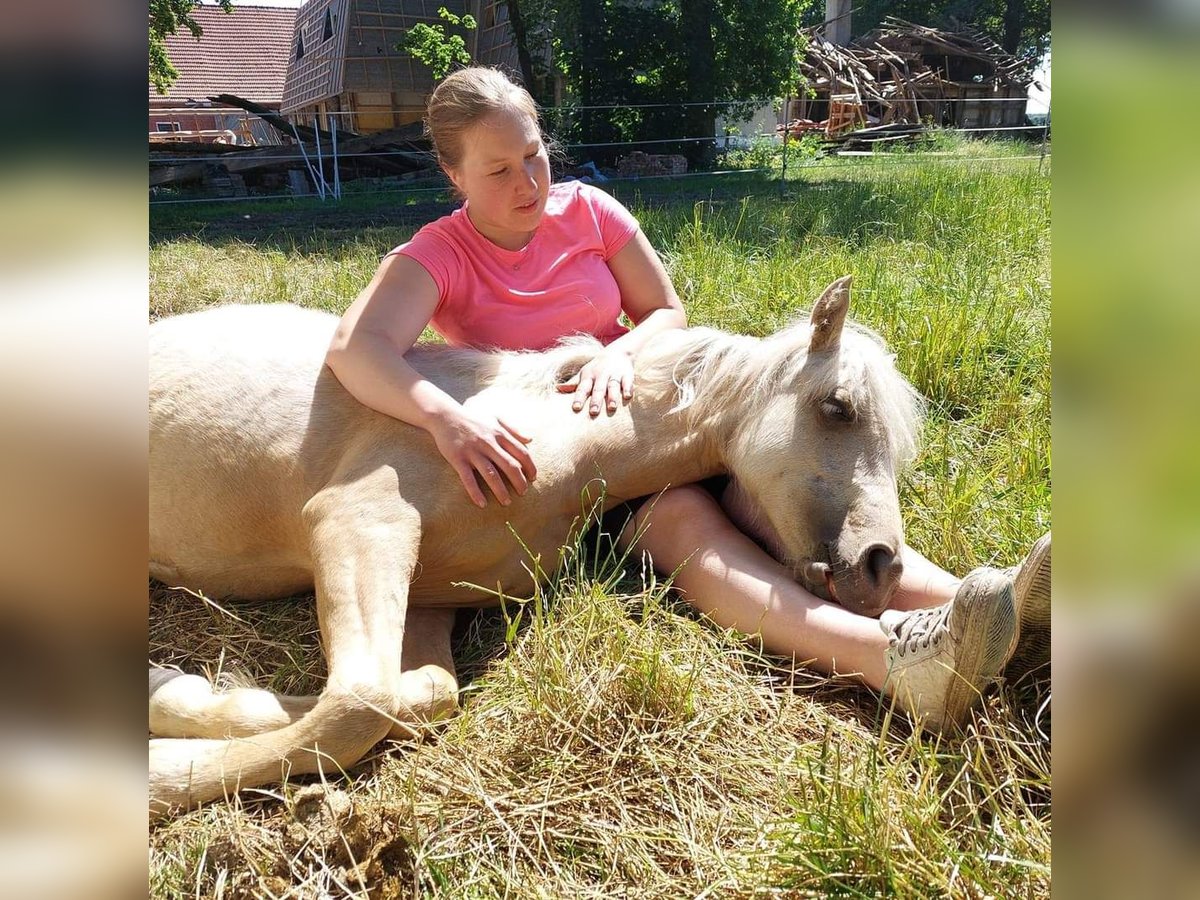 Más ponis/caballos pequeños Mestizo Yegua 4 años 120 cm Palomino in Berge