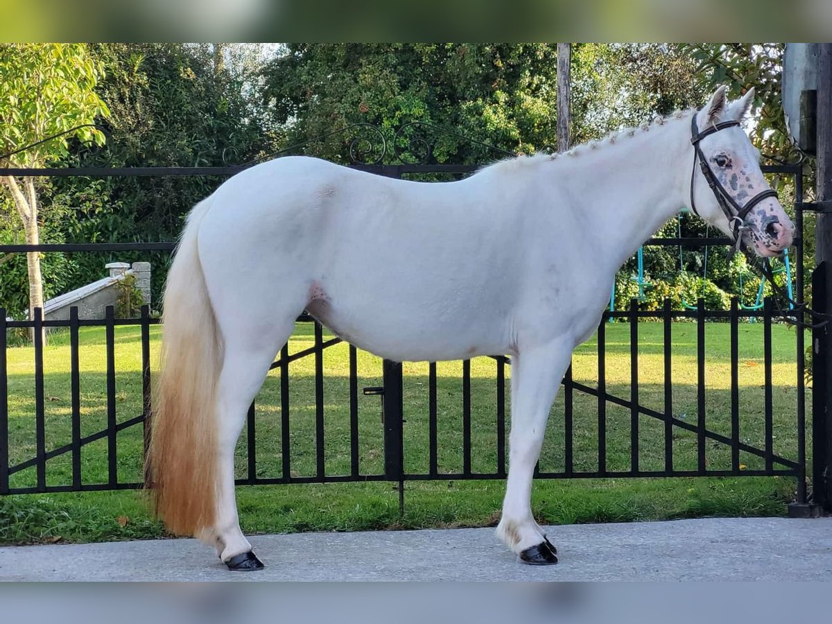 Más ponis/caballos pequeños Yegua 4 años 120 cm Tordo in Neustadt (Wied)