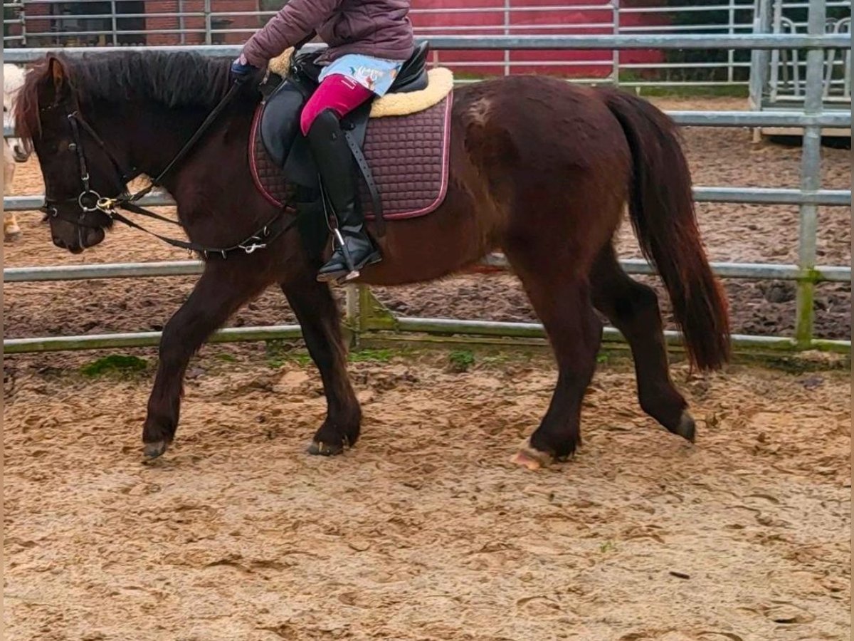 Más ponis/caballos pequeños Yegua 4 años 125 cm Castaño oscuro in Norderstedt