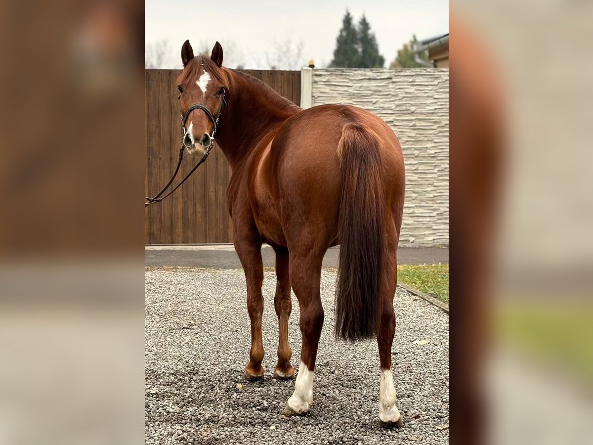 Más ponis/caballos pequeños Yegua 4 años 140 cm Alazán in Deggendorf