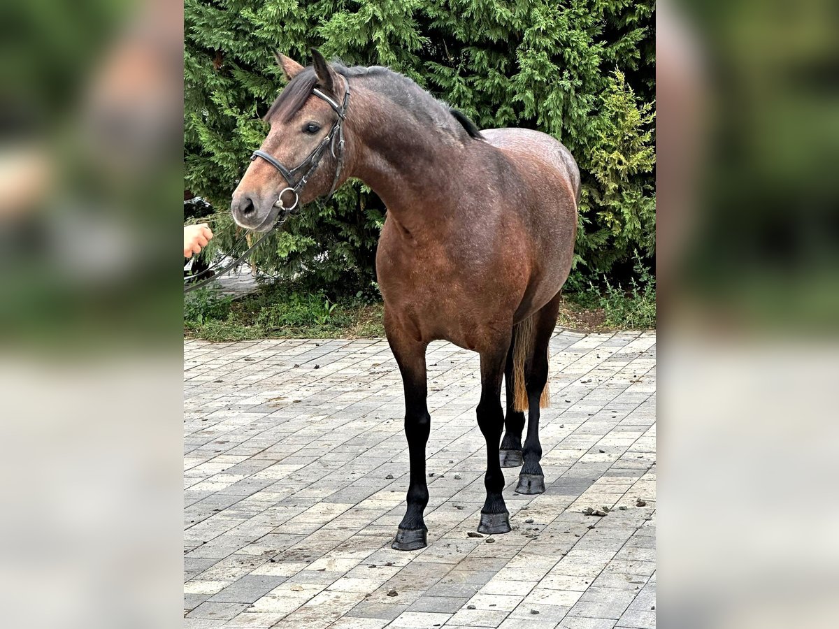 Más ponis/caballos pequeños Yegua 4 años 143 cm in Deggendorf