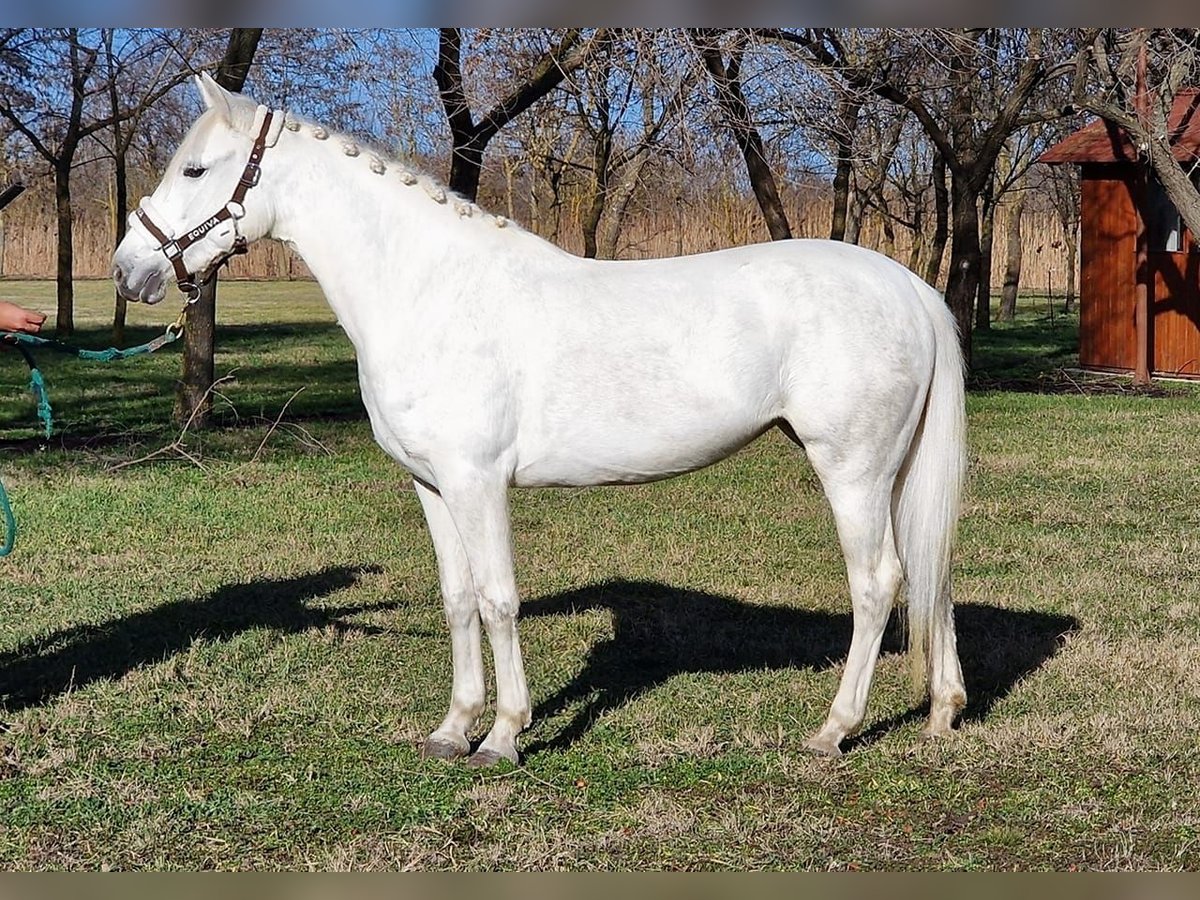 Más ponis/caballos pequeños Yegua 4 años 143 cm Tordo in Deggendorf