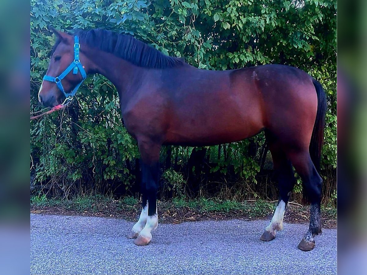 Más ponis/caballos pequeños Yegua 4 años 144 cm in Deggendorf