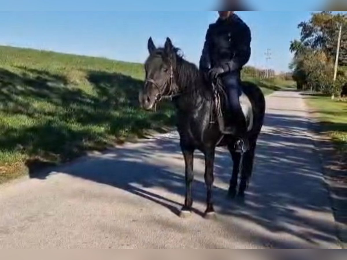 Más ponis/caballos pequeños Yegua 4 años 145 cm in Deggendorf