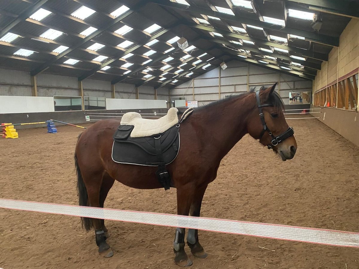 Más ponis/caballos pequeños Yegua 4 años 145 cm Castaño in Klundert