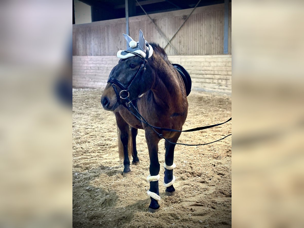 Más ponis/caballos pequeños Yegua 4 años 148 cm Castaño oscuro in Pelmberg 15