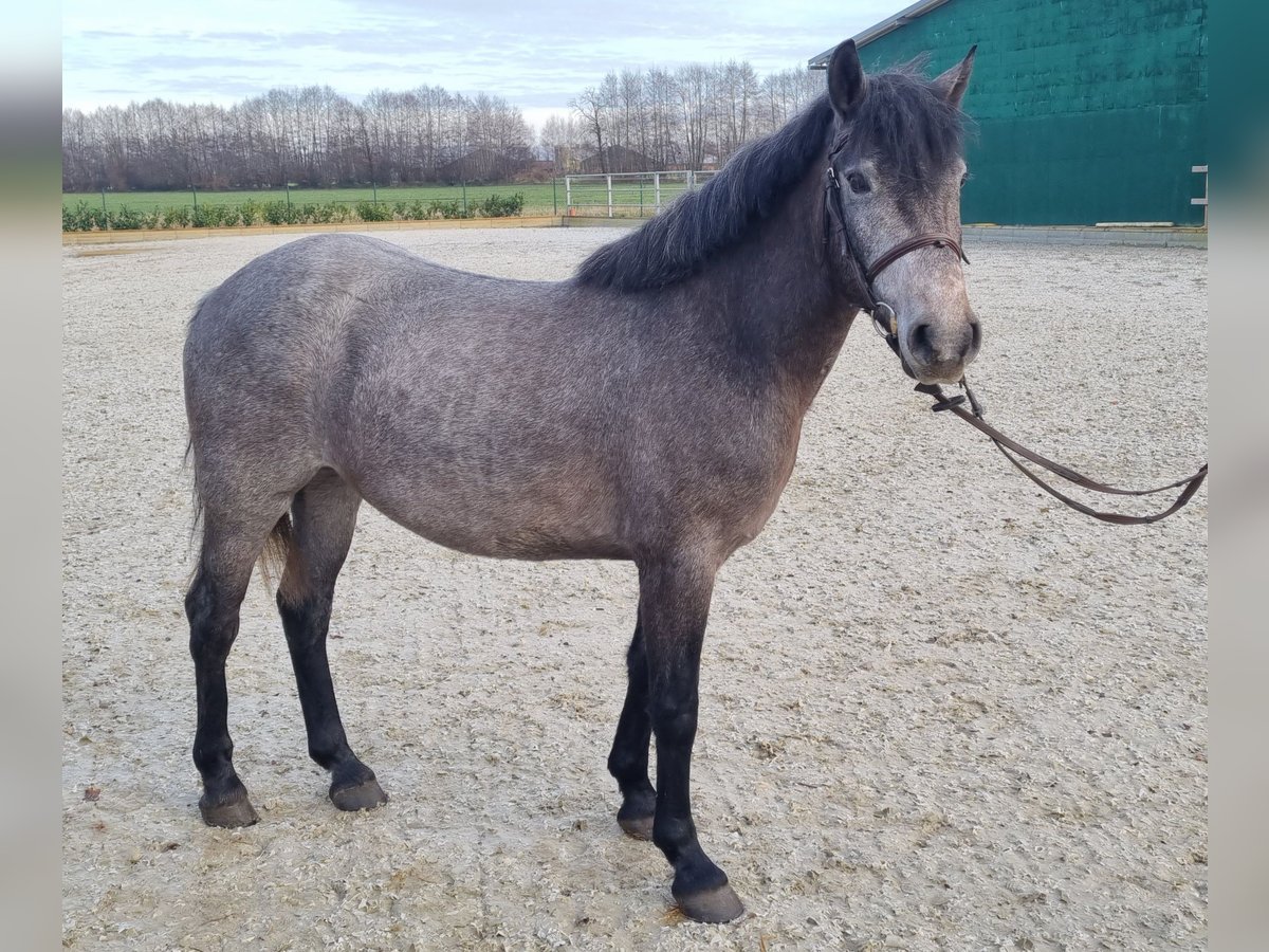 Más ponis/caballos pequeños Yegua 4 años 150 cm Tordo in Wettrup