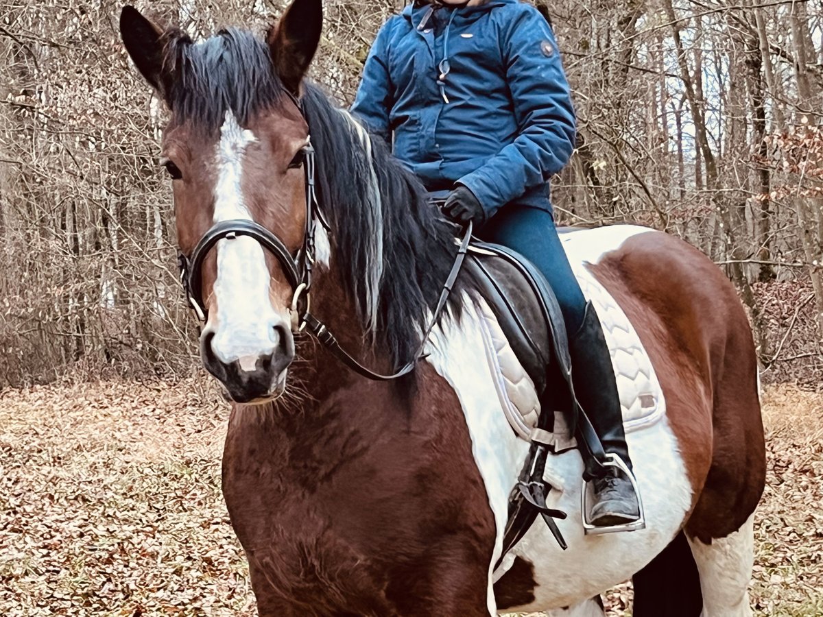 Más ponis/caballos pequeños Yegua 4 años 157 cm Pío in Ursensollen