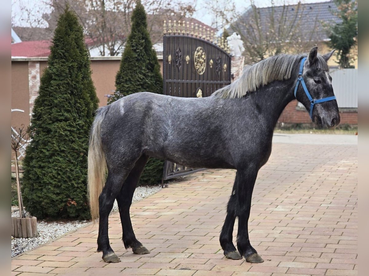 Más ponis/caballos pequeños Yegua 5 años 143 cm in Deggendorf