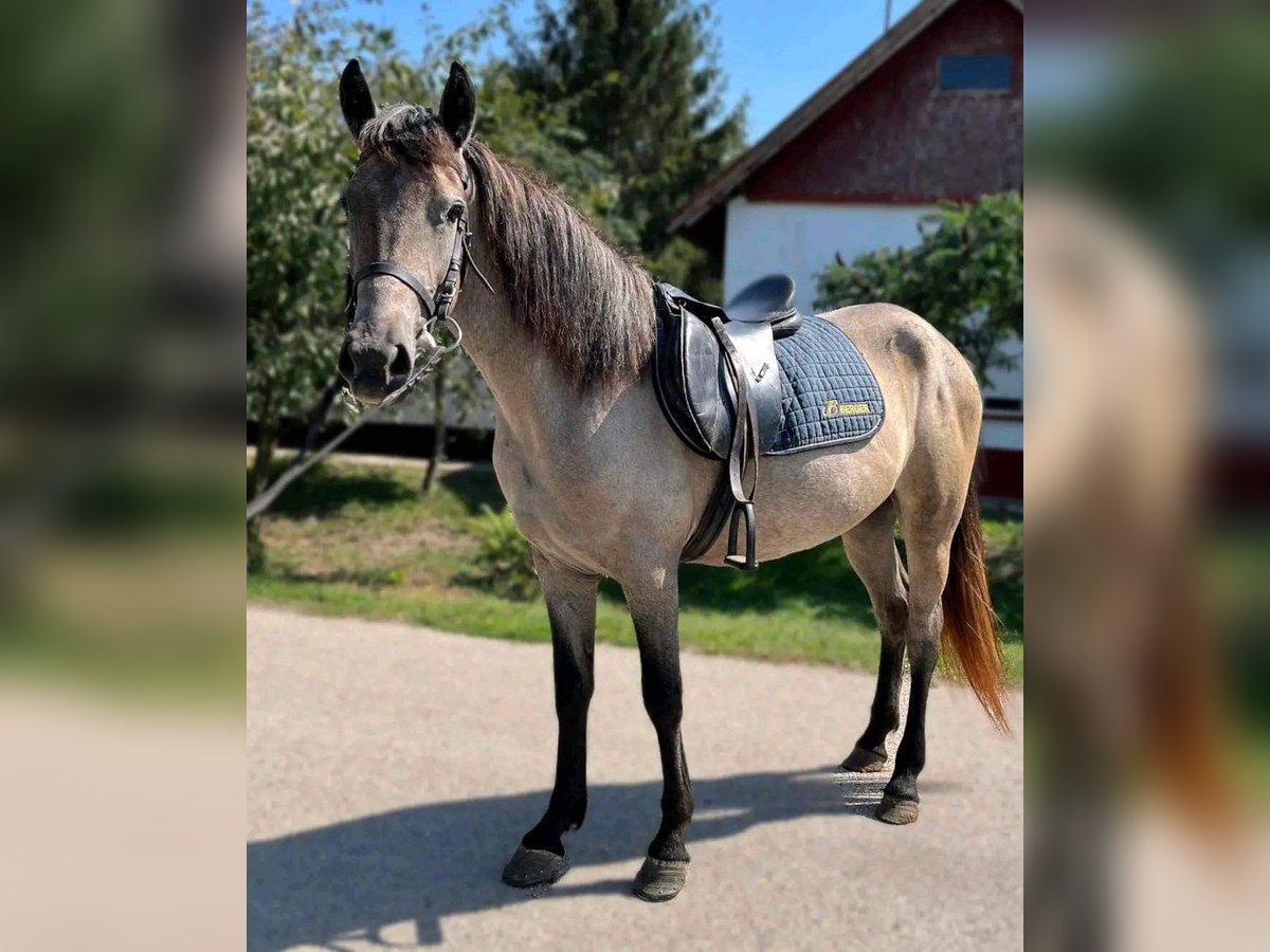 Más ponis/caballos pequeños Yegua 5 años 143 cm Castaño in Deggendorf