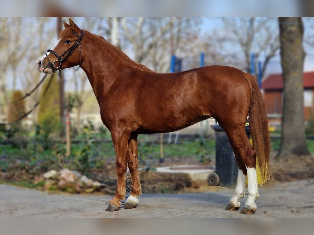 Más ponis/caballos pequeños Yegua 5 años 145 cm Alazán in Deggendorf