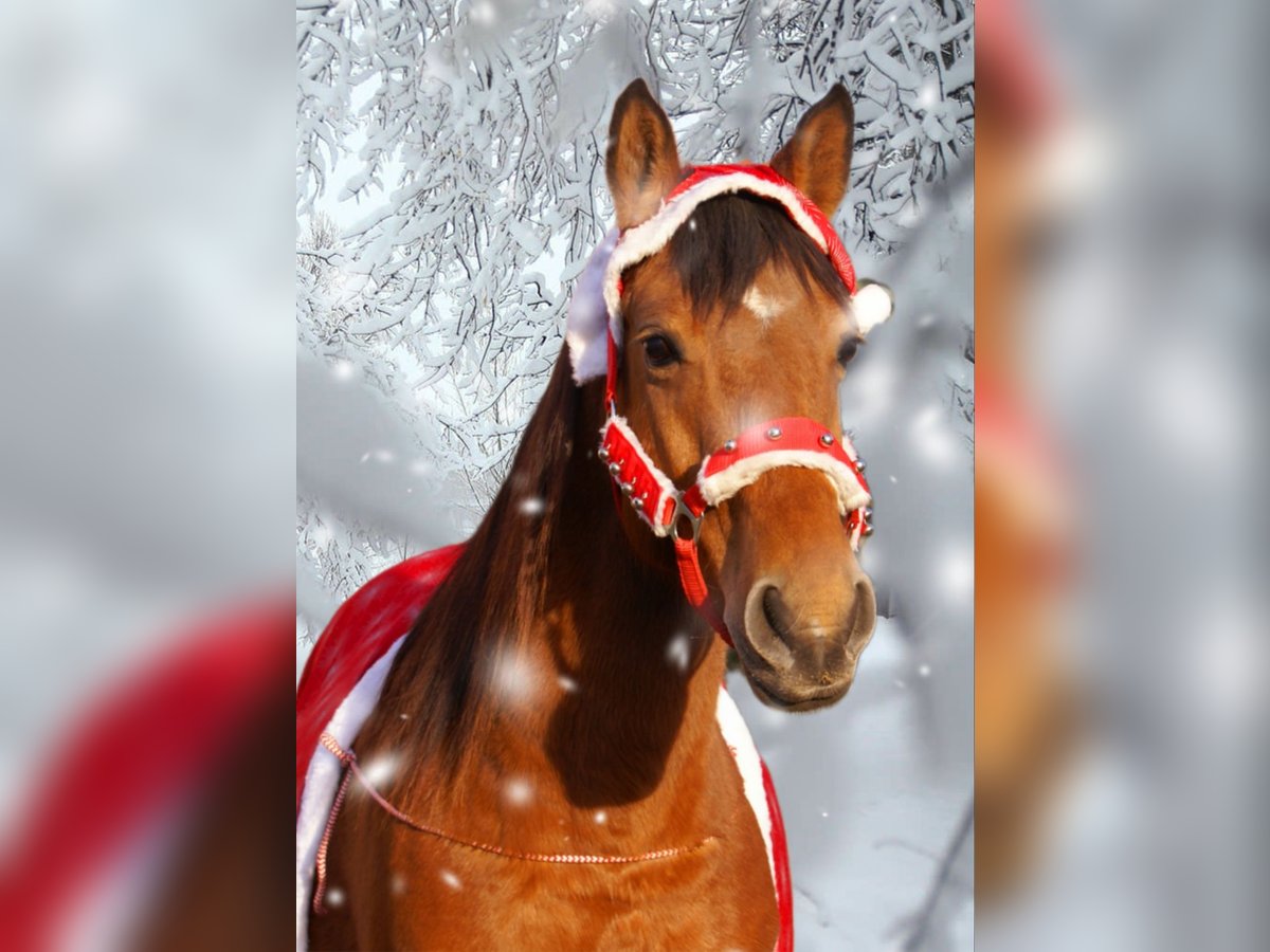 Más ponis/caballos pequeños Yegua 5 años 145 cm Castaño in Velpke