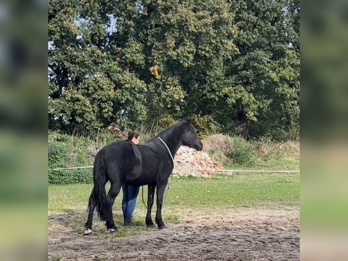 Más ponis/caballos pequeños Mestizo Yegua 5 años 150 cm Negro in Schiffdorf