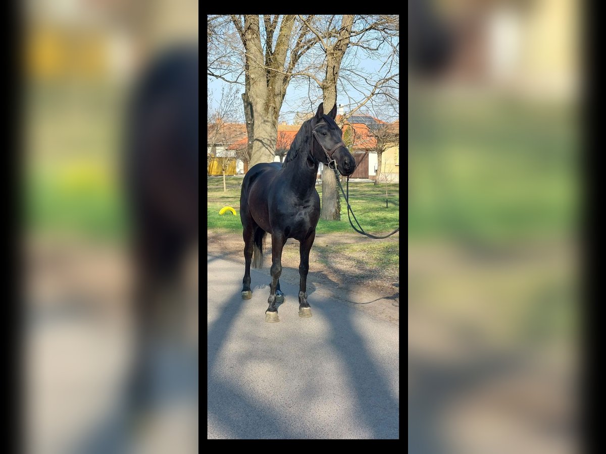 Más ponis/caballos pequeños Yegua 5 años 150 cm Negro in Deggendorf