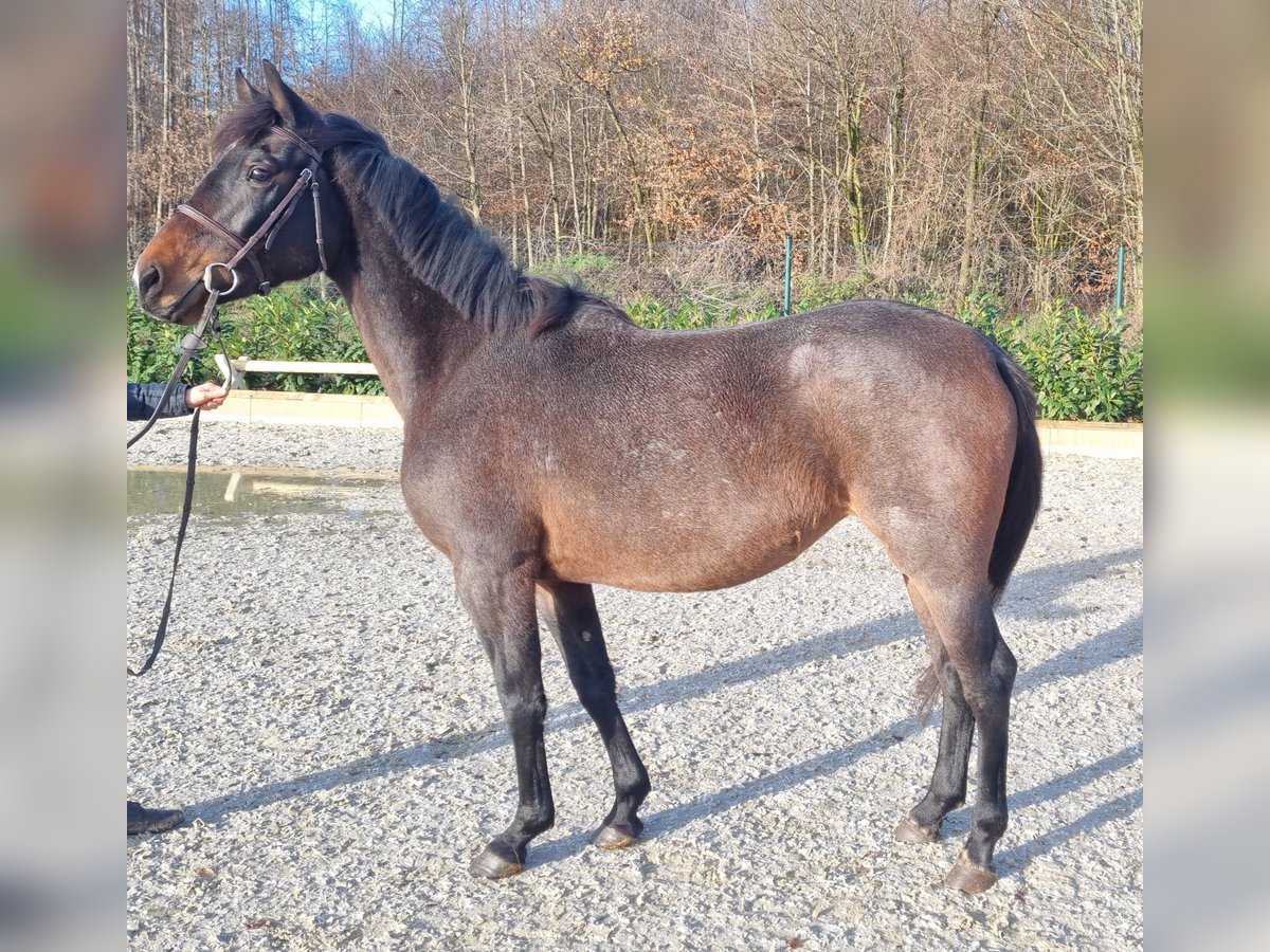 Más ponis/caballos pequeños Yegua 5 años 150 cm Tordo in Wettrup