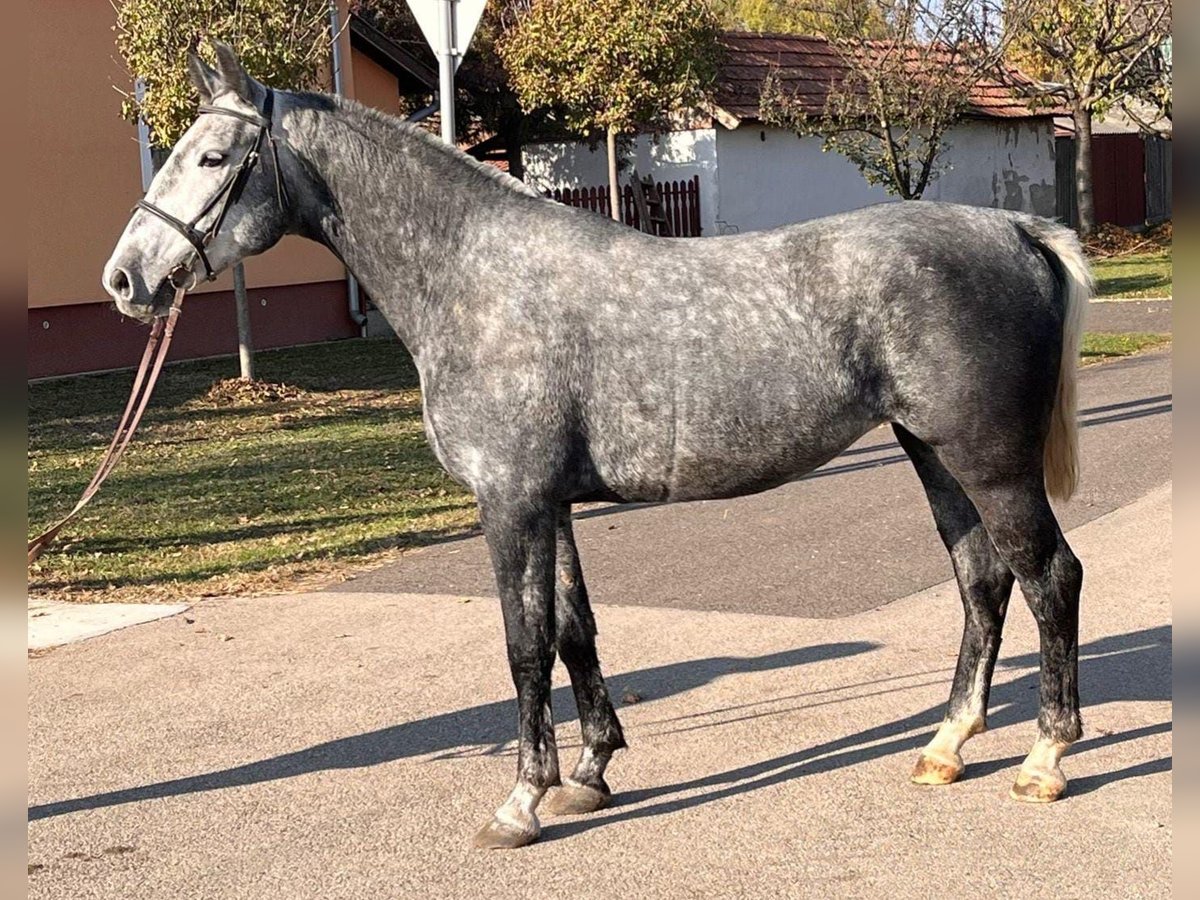 Más ponis/caballos pequeños Yegua 5 años 153 cm in Deggendorf