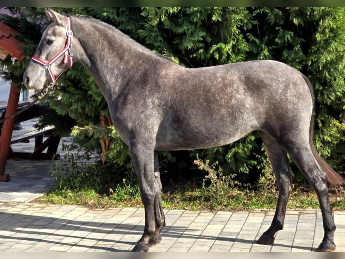 Más ponis/caballos pequeños Yegua 5 años 155 cm in Deggendorf