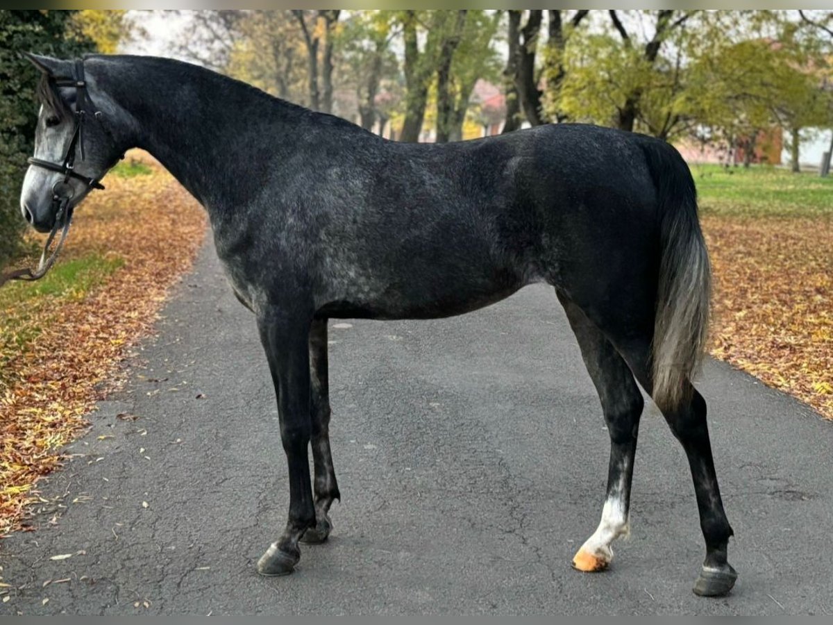 Más ponis/caballos pequeños Yegua 5 años 158 cm in Deggendorf